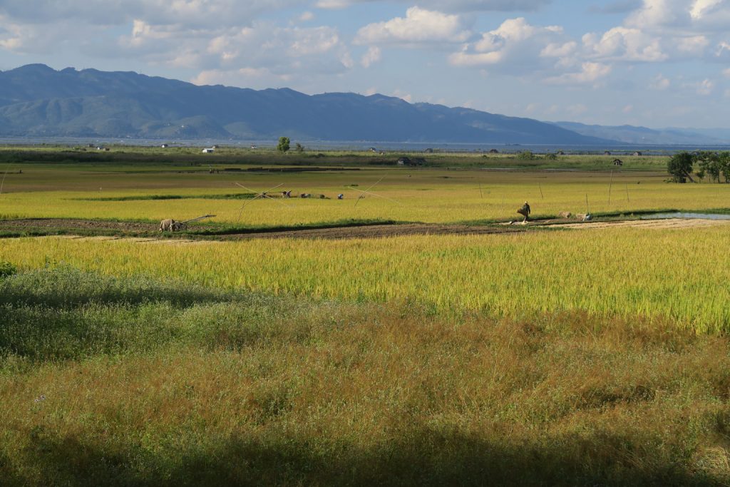 inle_fields