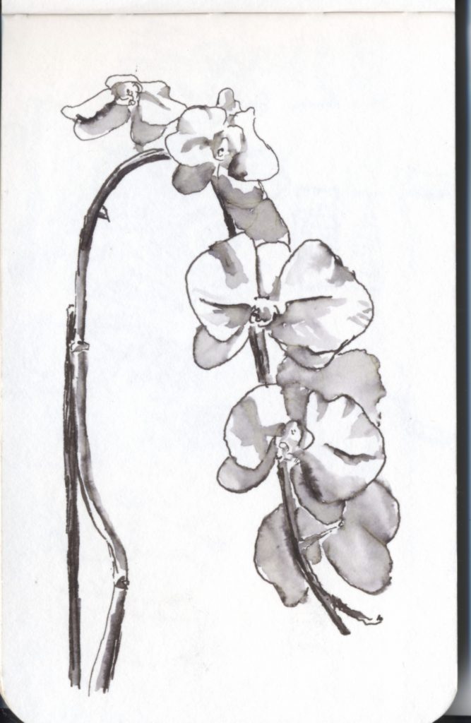 Pen and wash of a stem of orchid flowers