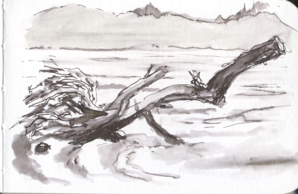 Ink and wash of dead tree on shore