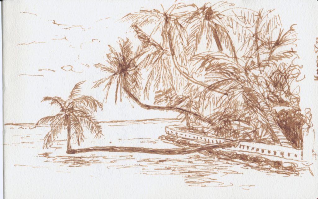 Ink drawing of palms on the shore